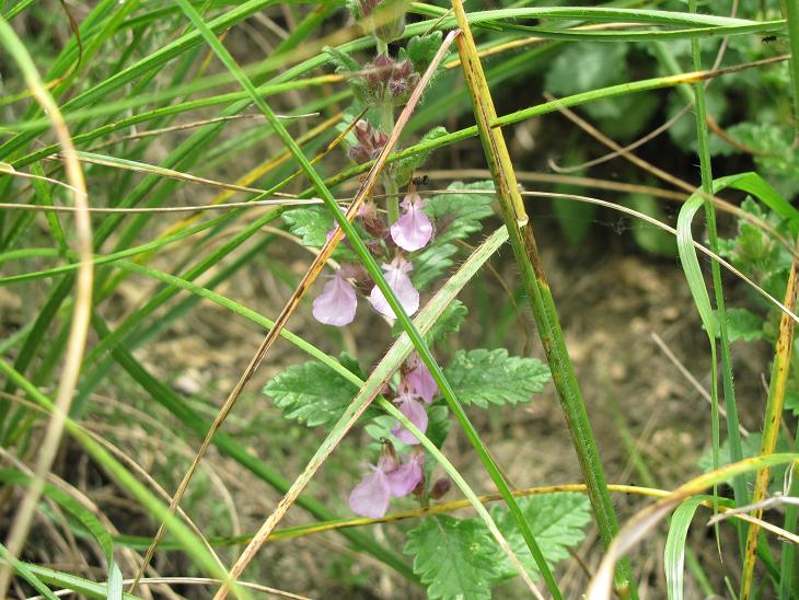 Teucrium chamaedrys